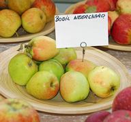 Bodil Neergaard Apples